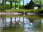 Ducks on the water - thumbnail