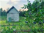 Bushes with blueberries and flowers - thumbnail