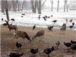 Deer and turkeys in the winter weather - thumbnail