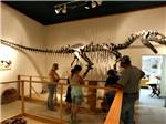 People looking at dinosaur bones in a museum - thumbnail