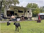 Two men and their dogs at a campsite - thumbnail