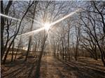 Sunburst through the trees - thumbnail