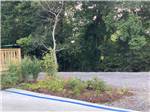 A site with flowers - thumbnail