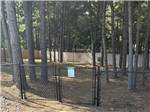 The dog park - thumbnail