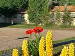 Flowers at a site - thumbnail