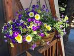 A hanging flower pot - thumbnail