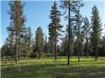 Tall trees around the park - thumbnail