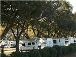 Rows of tree lined RV sites at MAXIE'S CAMPGROUND - thumbnail