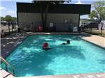 People playing in the swimming pool at LAZY L RV PARK - thumbnail