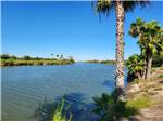 View larger image of Palm trees by the water at CHIMNEY PARK RESORT image #12
