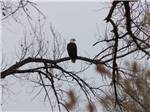 Bald eagle captured on camera in trees at UNCOMPAHGRE RIVER ADULT RV PARK - thumbnail