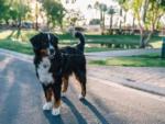 A dog standing in the road at EMERALD DESERT RV RESORT - thumbnail