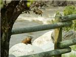 A beaver surveying the area at YELLOWSTONE RV PARK - thumbnail