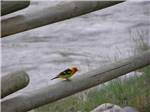 A small bird perched on a wooden fence at YELLOWSTONE RV PARK - thumbnail