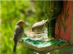 Birds near a bird feeder at YELLOWSTONE RV PARK - thumbnail