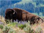 A large buffalo at rest at YELLOWSTONE RV PARK - thumbnail
