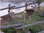 Young deer near a wooden fence at YELLOWSTONE RV PARK - thumbnail