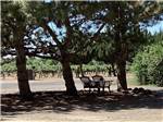 View larger image of A couple of chairs under trees at Y KNOT WINERY  RV PARK image #8