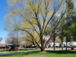 Tree with RV's parked in the background at Winchester RV Resort - thumbnail