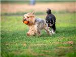 Dogs playing in the grass - thumbnail