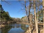 Trees surrounding the water at Tranter's Creek Resort & Campground - thumbnail