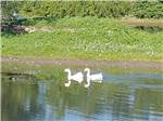 Two swans swim in placid waters at WYLIE PARK CAMPGROUND & STORYBOOK LAND - thumbnail