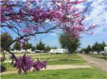 Pink pedals on tree with green lawns and trailers in background at CEDAR VALLEY RV PARK - thumbnail