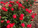 Garden of bright red blooming roses at CEDAR VALLEY RV PARK - thumbnail