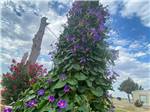 Climbing vines of purple and red flowers at CEDAR VALLEY RV PARK - thumbnail