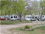 Trees among the RV sites - thumbnail