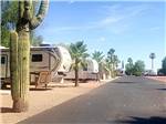 Cactus and palm trees at park - thumbnail