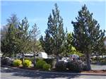 View larger image of A line of trees by RV sites at JACKS LANDING RV RESORT image #12