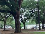 Large shade trees surround sites at Shady Acres Campground - thumbnail