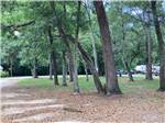 Trees line a road - thumbnail