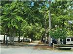 RVs parked in sites under tall trees at EDMUND RV PARK - thumbnail