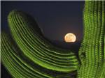 The moon behind a cactus at SONORAN DESERT RV PARK - thumbnail