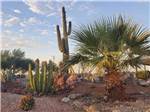 A group of cactus and palm trees at SONORAN DESERT RV PARK - thumbnail