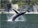 View larger image of Whale breaching at STAN STEPHENS GLACIER  WILDLIFE CRUISES image #4