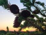 Closeup of pinecones on a branch at 7TH RANCH RV PARK - thumbnail