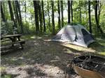 A tent in a wooded site - thumbnail