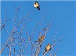 Three birds sitting on a tree at CANTON I-20 RV PARK - thumbnail