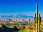 View of the area with cactus at Desert's Edge RV Park - thumbnail