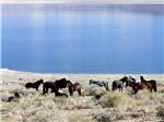 View larger image of A heard of horses next to the water at WHISKEY FLATS RV PARK image #7