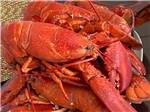Lobster will be on the menu at OCEAN RIVER RV RESORT & CAMPGROUND - thumbnail