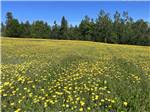 A field of yellow flowers at OCEAN RIVER RV RESORT & CAMPGROUND - thumbnail