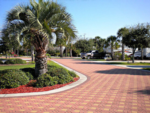 Sites with palm trees at Panama City Beach RV Resort - thumbnail