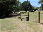 A dog in the fenced in pet area at ARBUCKLE RV RESORT - thumbnail