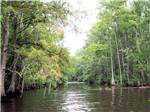 A river thru the mangroves at ROCKY HOCK CAMPGROUND - thumbnail