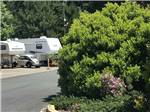 View larger image of A large bush near the RV sites at LOGAN ROAD RV PARK image #5