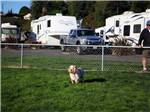 View larger image of Dog exercise area at THE MILL CASINO HOTEL  RV PARK image #7